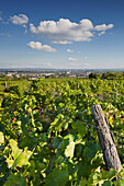 Vines in the sunlight, Baden, Lower Austria, Austria, Europe