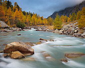 Lärchen an einem Fluss im Herbst, Val Roseg, Ova da Roseg, Graubünden, Schweiz, Europa