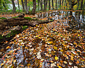 Autumn foliage on a lake in the forest, Plivice Lakes National Park, Croatia, Europe