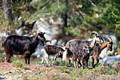 Goats on the Mare-a-Mare North trail, zwischen Alberta and Ciatterinu, Niolo Plateau, Corsica, France