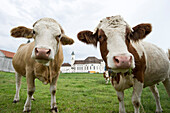 Cattle on pasture, Wies Church in background, Steingaden, Upper Bavaria, Bavaria, Germany