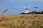 Wind mill Fortuna in a cornfield near the village Unewatt, commune Langballig, county Schleswig-Flensburg, federal state of Schleswig-Holstein, Baltic Sea, Germany, Europe