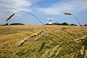 Windmühle Fortuna im Weizenfeld beim Museumsdorf Unewatt, Gemeinde Langballig im Kreis Schleswig-Flensburg, Ostsee, Schleswig-Holstein, Deutschland, Europa