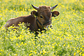 Young cow lying on a Spring meadow, Domestic cattle, Muensing, Bavaria, Germany