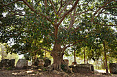 Baum und megalithische Steingefäße unter Gummibaum, Ficus Elastica, Site 3, Ebene der Tonkrüge, Phonsavan, Provinz Xieng Khouang, Laos