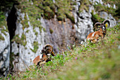 Mufflon, Ovis musimon, Vorderes Sonnwendjoch, Rofan, Brandenberger Alpen, Tirol, Österreich