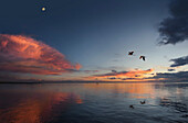 Macaw parrots flying over the Amazon River at sunset, Amazon River, Amazonia, Brazil, South America