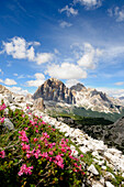 Alpine rhododendron, Cinque torri, Dolomiti ampezzane, Dolomites, South Tyrol, Trentino-Alto Adige, Italy