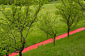 Carpet drying on the meadow, San Valentino, Schlerngebiet, South Tyrol, Trentino-Alto Adige, Italy