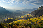 Vineyards in autumn, Bolzano valley basin, South Tyrol, Trentino-Alto Adige, Italy