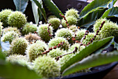 Close up of chestnuts, Alto Adige, South Tyrol, Italy, Europe