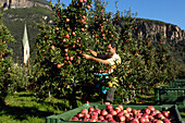 Apple harvest, one person picking apples, Terlan, Etsch valley, Alto Adige, South Tyrol, Italy, Europe