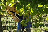 Woman harvesting grap near Brxen, Valle Isarco, Alto Adige, South Tyrol, Italy