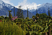 Gardens of the Trauttmansdorff, Botanic Garden, Meran, Alto Adige, South Tyrol, Italy