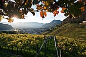 Vineyards around the village of St. Madgalena in autumn, South Tyrol, Alto Adige, Italy, Europe