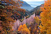 Earth pyramids amidst autumnal trees, Soprabolzano, Ritten, South Tyrol, Alto Adige, Italy, Europe
