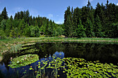 Teich mit Seerosen, Eggental, Südtirol, Alto Adige, Italien, Europa