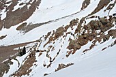 Flock of sheep on its way to mountain pasture on snow covered mountainside, Similaun glacier, South Tyrol, Alto Adige, Italy, Europe