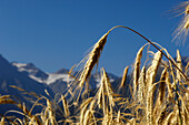 Ears of rye in the sunlight, Vinschgau, South Tyrol, Alto Adige, Italy, Europe