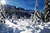 Verschneiter Fichtenwald im Sonnenlicht, Latemar, Eggental, Dolomiten, Südtirol, Alto Adige, Italien, Europa