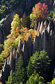 Earth pyramids amidst autumnal trees, Soprabolzano, Ritten, South Tyrol, Alto Adige, Italy, Europe