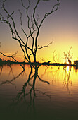 Silhouetted trees in Lake Bennet at sunset, Northern Territory, Australia