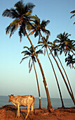 Cow and palm trees on Anjuna Beach, Anjuna Beach, Goa State, India, Asia.