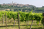 Vines growing in front of hilltop town of San Gimignano, Tuscany, Italy