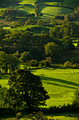 Trees and fields near Little Langdale, high angle view, Lake District National Park, Cumbria, England