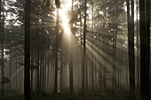 Misty pine forest with sun ray, Nibelungengau, Austria