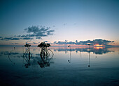 Looking out to sea past mangrove shoots at sunset, Grand Bahama Island, Bahamas