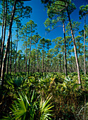 Pine forest in the interior of Grand Bahama Island, Bahamas
