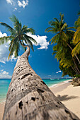 Palm tree leaning over the beach near Holetown, Barbados, Barbados