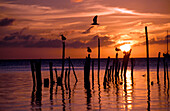 Silhouette of seagulls on posts in sea at sunset, Caye Caulker, Belize