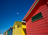 Seagull flying over colorful beach huts, Muizenburg, Cape Town, South Africa