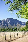 Vineyard and mountains by dirt road, Franschoek, South Africa