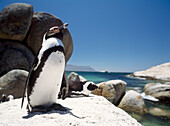 Penguins sunning themselves on rocks at Boulders Beach, Cape peninsula, South Africa, Africa