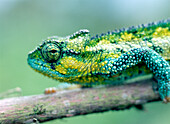 Chameleon in the forests of Mt Meru, Close Up, Arusha National Park, Tanzania