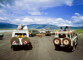 Vehicles gathered round male lion, Ngorogoro crater, Tanzania