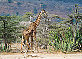 Giraffe walking through bush, Selous Game Reserve, Tanzania.