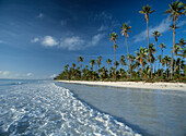 Waves lapping shore of beach with palm trees behind, Paje, Zanzibar, Tanzania