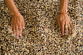 Womans hands spreading mixed rice, Ban Yang Noi Art and Handicraft Center, Isan, Thailand, Asia
