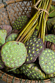 Lotus flower seed heads for sale, Ubon Ratchathani, Isan, Thailand, Asia