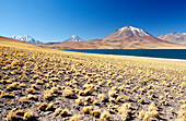 Chile, Atacama, altiplano, Laguna Miscanti, Miscanti volcano