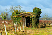 France, Aquitaine, Gironde, Sauternes vineyards, hut