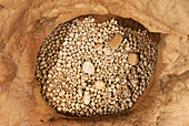 Speleology, caving, cave pearls (pisolites)