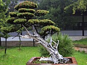 China, Jiangsu Province, Suzhou, Confucius Temple garden, miniature tree, bonsai