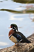 China, Hong Kong, Kowloon Park, duck