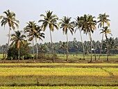 India, Goa, rural scenery, rice fields