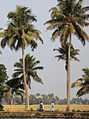 India, Kerala, Backwaters, scenery, palms, people
